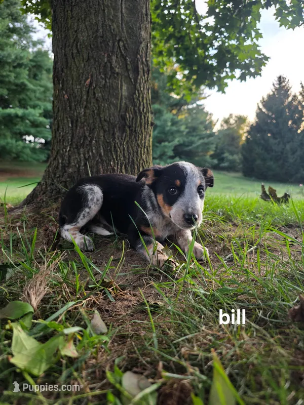 Bill – Kerry Blue Terrier puppy for sale in Sturgis, MI