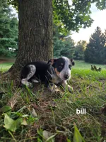 Bill, a male Kerry Blue Terrier for sale in Sturgis, MI – 1 of 2