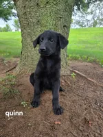 Guinn, a female Labrador Retriever for sale in Sturgis, MI – 2 of 2