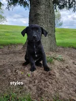 Styles, a male Labrador Retriever for sale in Sturgis, MI – 2 of 2