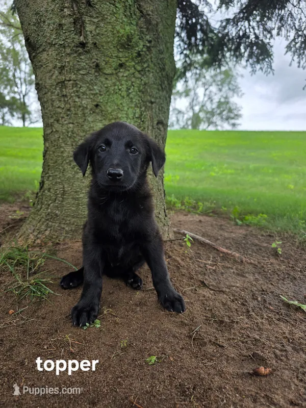 Topper – Labrador Retriever, Poodle - Standard  puppy for sale in Sturgis, MI