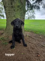 Topper, a male Labrador Retriever and Poodle - Standard  for sale in Sturgis, MI – 1 of 2