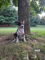 Ned, a male Kerry Blue Terrier for sale in Sturgis, MI – 1 of 2