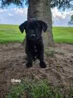 Theo, a male Labrador Retriever for sale in Sturgis, MI – 2 of 2