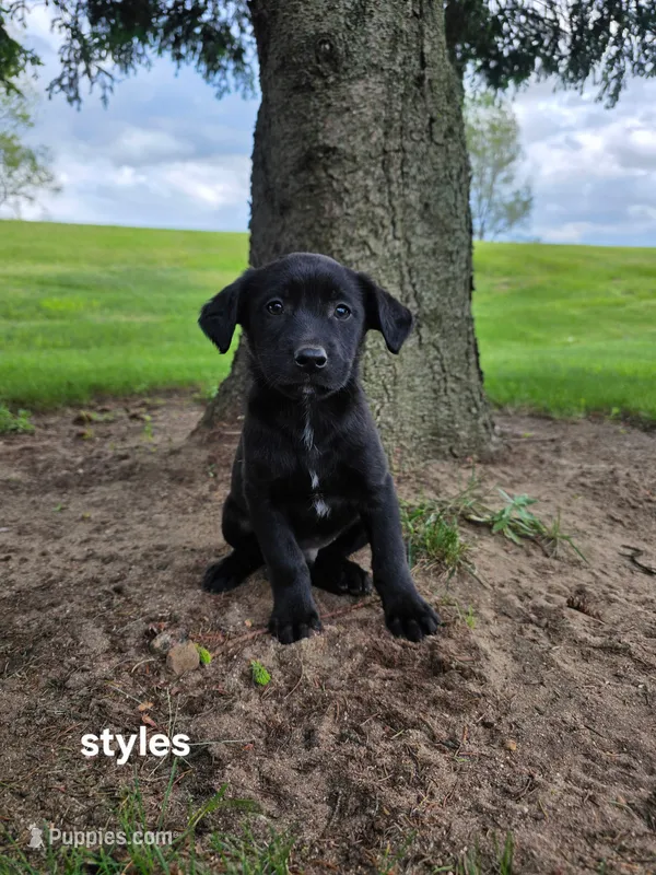 Styles – Labrador Retriever puppy for sale in Sturgis, MI
