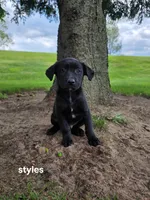 Styles, a male Labrador Retriever for sale in Sturgis, MI – 1 of 2
