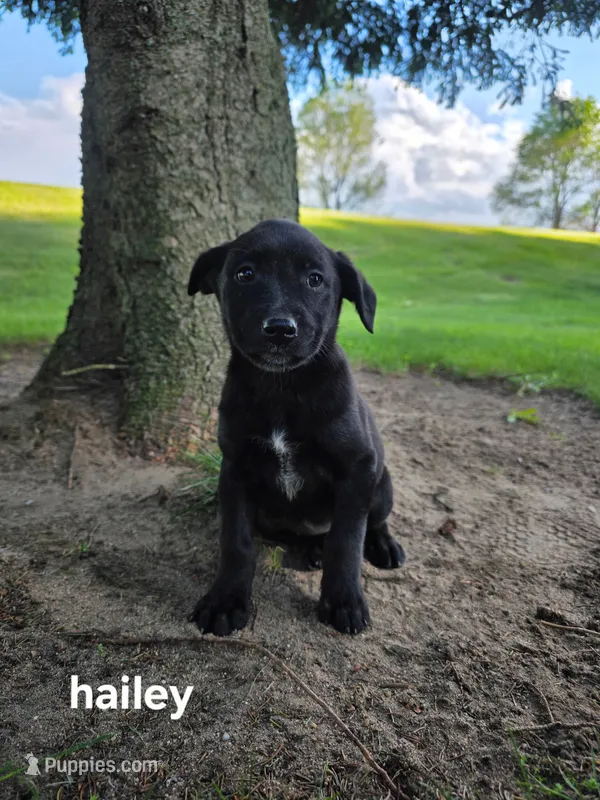 Hailey – Labrador Retriever puppy for sale in Sturgis, MI