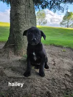 Hailey, a female Labrador Retriever for sale in Sturgis, MI – 1 of 2