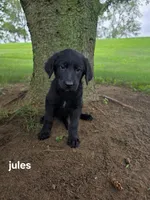 Jules, a female Labrador Retriever and Poodle - Standard  for sale in Sturgis, MI – 1 of 2