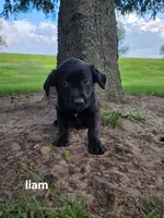Liam, a female Labrador Retriever for sale in Sturgis, MI – 2 of 2