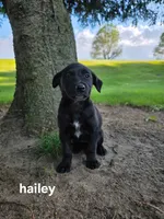 Hailey, a female Labrador Retriever for sale in Sturgis, MI – 2 of 2