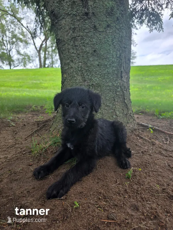 Tanner – Labrador Retriever, Poodle - Standard  puppy for sale in Sturgis, MI