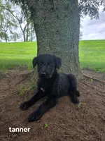 Tanner, a male Labrador Retriever and Poodle - Standard  for sale in Sturgis, MI – 1 of 2
