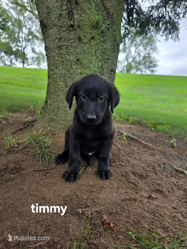 Timmy – Labrador Retriever, Poodle - Standard  puppy for sale in Sturgis, MI