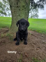 Timmy, a male Labrador Retriever and Poodle - Standard  for sale in Sturgis, MI – 1 of 2