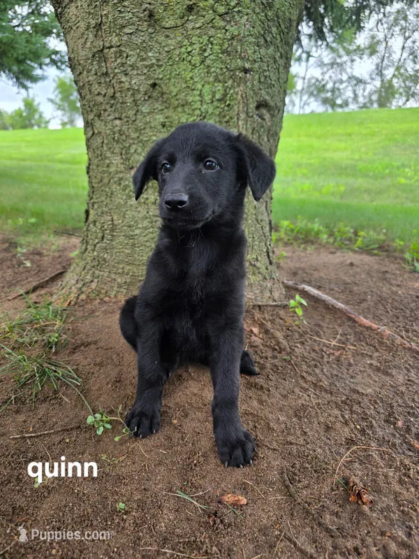 Guinn – Labrador Retriever puppy for sale in Sturgis, MI