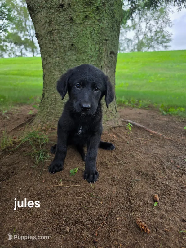 Jules – Labrador Retriever, Poodle - Standard  puppy for sale in Sturgis, MI