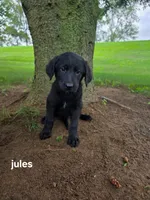 Jules, a female Labrador Retriever and Poodle - Standard  for sale in Sturgis, MI – 1 of 2