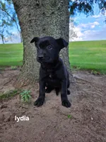 Lydia, a female Labrador Retriever for sale in Sturgis, MI – 2 of 2