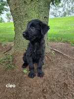 Cleo, a female Labrador Retriever for sale in Sturgis, MI – 2 of 2