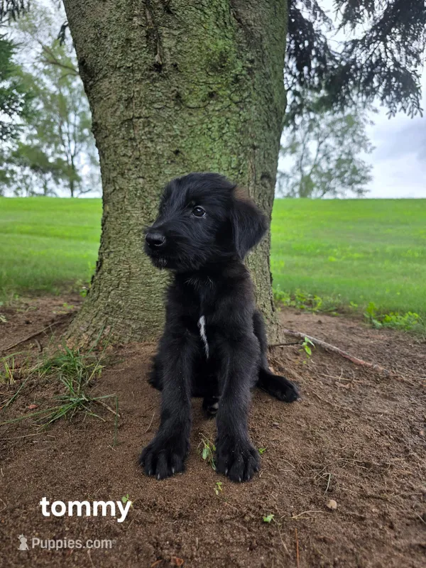 Tommy – Labrador Retriever, Poodle - Standard  puppy for sale in Sturgis, MI