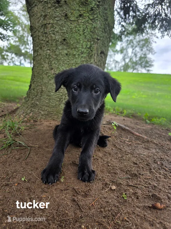 Tucker – Labrador Retriever, Poodle - Standard  puppy for sale in Sturgis, MI