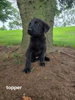 Topper, a male Labrador Retriever and Poodle - Standard  for sale in Sturgis, MI – 2 of 2