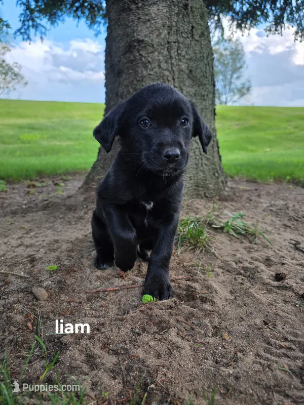 Liam – Labrador Retriever puppy for sale in Sturgis, MI