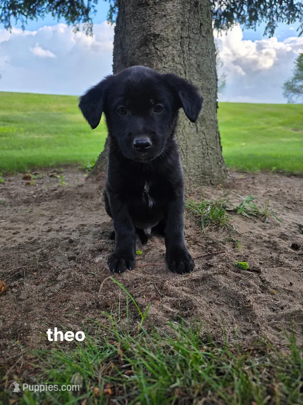 Theo – Labrador Retriever puppy for sale in Sturgis, MI