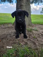 Theo, a male Labrador Retriever for sale in Sturgis, MI – 1 of 2