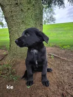 Kie, a female Labrador Retriever and Poodle - Standard  for sale in Sturgis, MI – 2 of 2