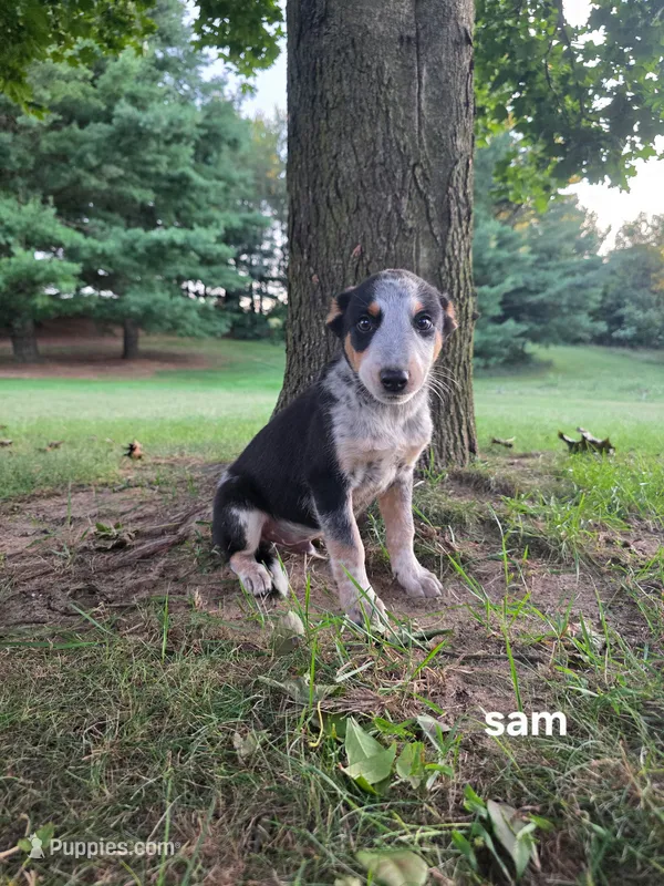 Sam – Kerry Blue Terrier puppy for sale in Sturgis, MI