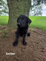 Tucker, a male Labrador Retriever and Poodle - Standard  for sale in Sturgis, MI – 2 of 2