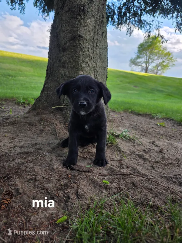 Mia – Labrador Retriever puppy for sale in Sturgis, MI