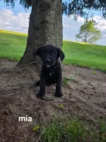 Mia, a female Labrador Retriever for sale in Sturgis, MI – 1 of 2