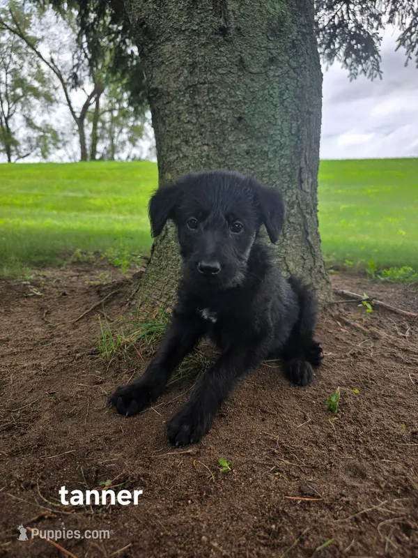 Kie  – Labrador Retriever, Poodle - Standard  puppy for sale in Sturgis, MI