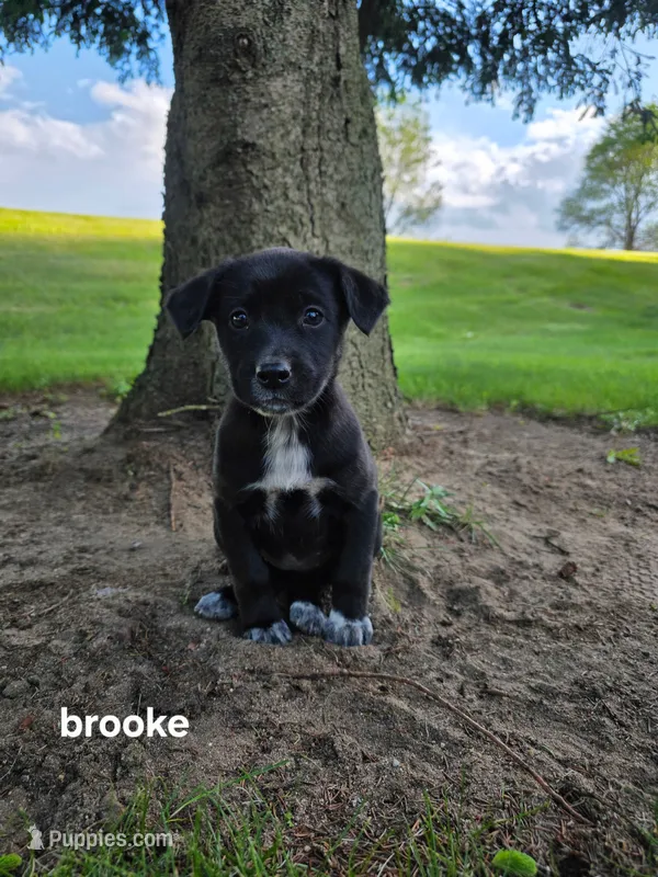 Brooke – Labrador Retriever puppy for sale in Sturgis, MI