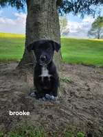 Brooke, a female Labrador Retriever for sale in Sturgis, MI – 1 of 2