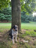 Fred, a male Kerry Blue Terrier for sale in Sturgis, MI – 2 of 2