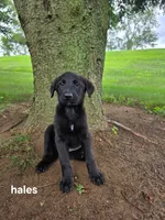 Hales, a female Labrador Retriever and Poodle - Standard  for sale in Sturgis, MI – 2 of 2