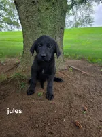 Jules, a female Labrador Retriever and Poodle - Standard  for sale in Sturgis, MI – 2 of 2