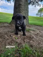 Peyton, a male Labrador Retriever for sale in Sturgis, MI – 2 of 2