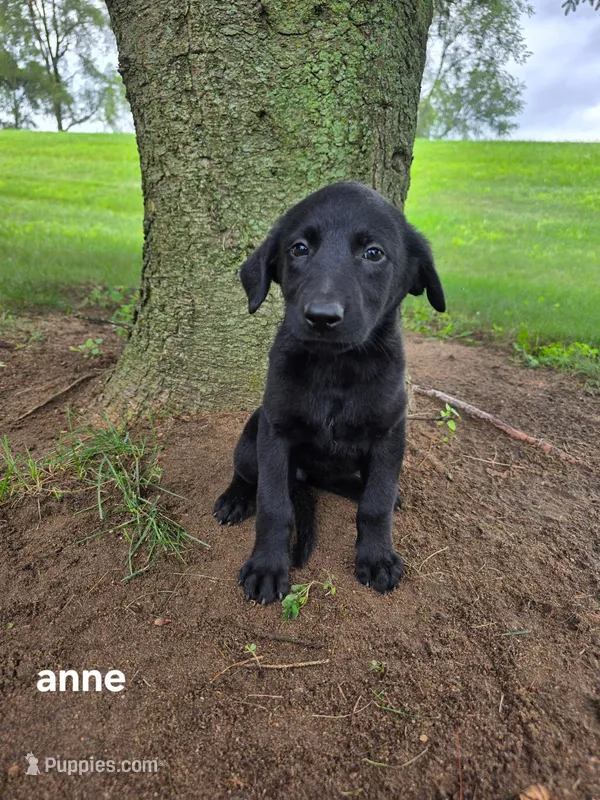 Anne – Labrador Retriever, Poodle - Standard  puppy for sale in Sturgis, MI