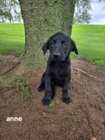 Anne, a female Labrador Retriever and Poodle - Standard  for sale in Sturgis, MI – 1 of 2