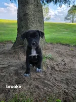 Brooke, a female Labrador Retriever for sale in Sturgis, MI – 2 of 2