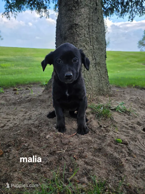 Maila  – Labrador Retriever puppy for sale in Sturgis, MI