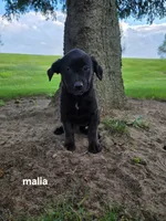 Maila , a female Labrador Retriever for sale in Sturgis, MI – 1 of 2