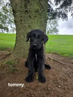 Tommy, a male Labrador Retriever and Poodle - Standard  for sale in Sturgis, MI – 2 of 2