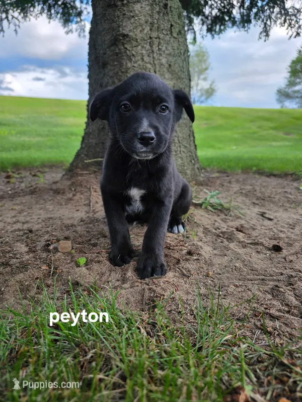 Peyton – Labrador Retriever puppy for sale in Sturgis, MI
