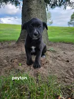 Peyton, a male Labrador Retriever for sale in Sturgis, MI – 1 of 2